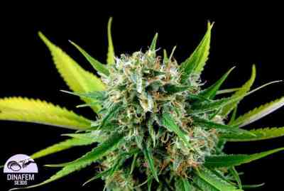 Royale Haze > Dinafem Seeds | Feminized Marijuana   |  Sativa